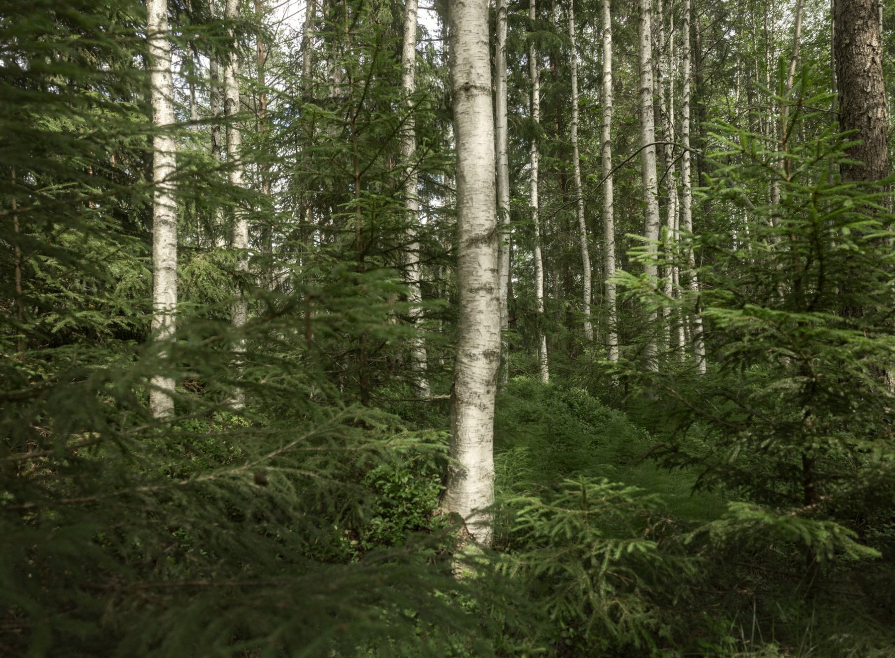 Birch trees in a Finnish forest